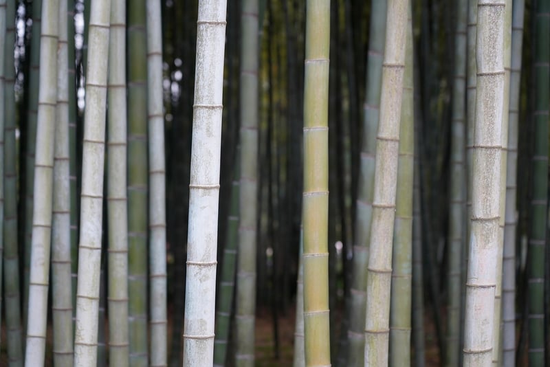 Bamboo Forest, Japan