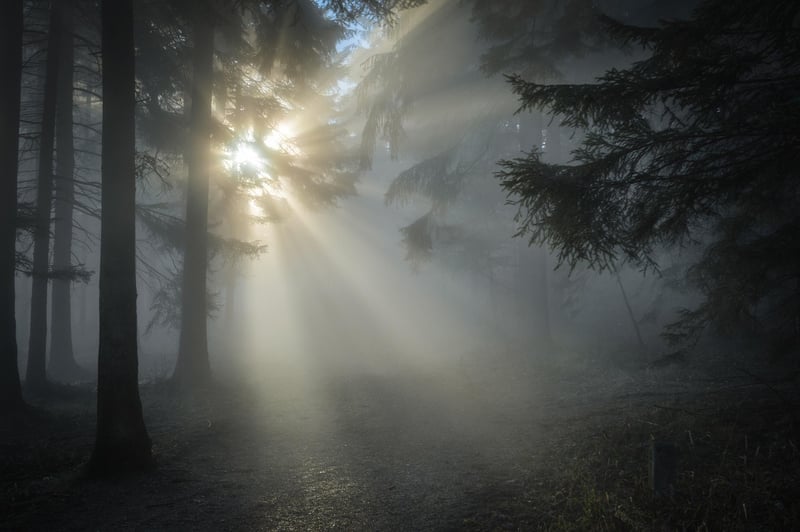 Enchanted Forest Hideaway